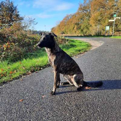 Hundetreffen-Spielkumpel Gesucht