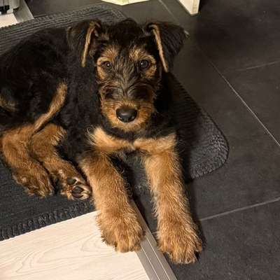 Airedale Terrier-Beitrag-Bild