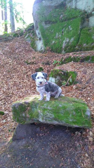 Fotochallenge No. 26                                     Wald und Wiese-Beitrag-Bild