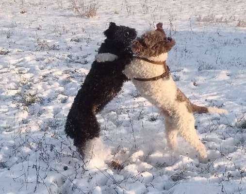 Seltene Rassen!-Beitrag-Bild