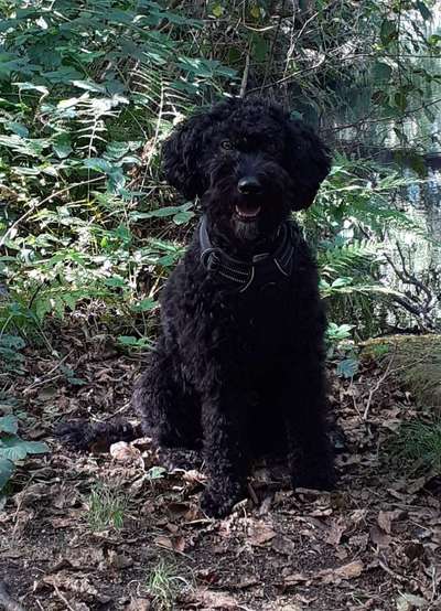 Fotochallenge No. 26                                     Wald und Wiese-Beitrag-Bild