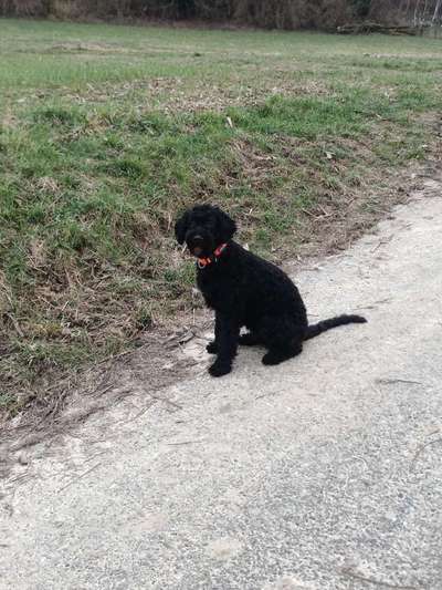 Seltene Rassen!-Beitrag-Bild