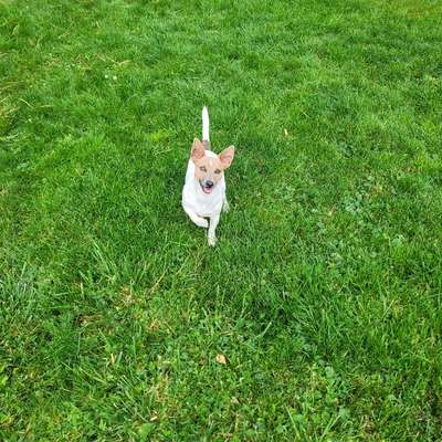 Hundetreffen-Gassirunde-Bild