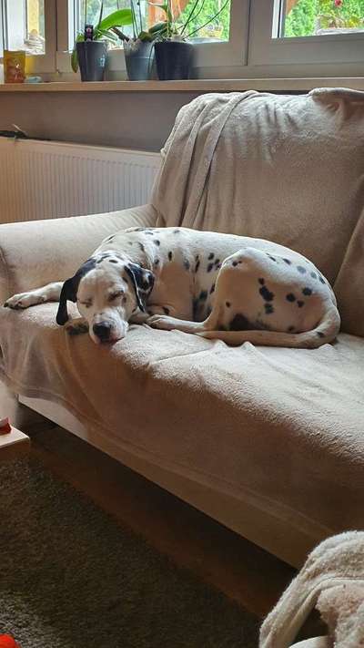 Labradorfans-Beitrag-Bild