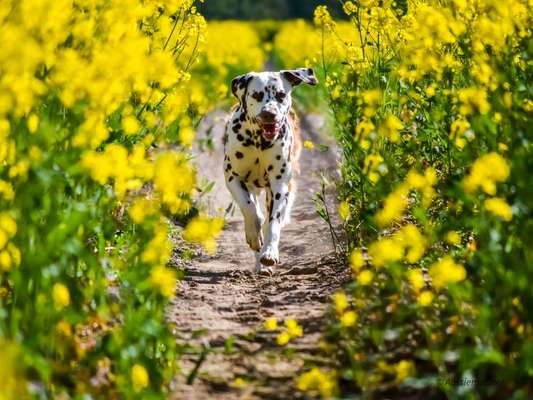 Hundetreffen-Socialwalk-Bild