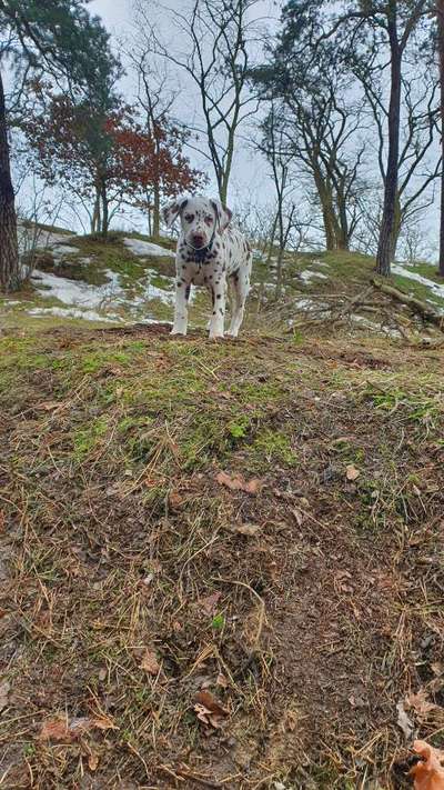 Welpen Bilder !-Beitrag-Bild