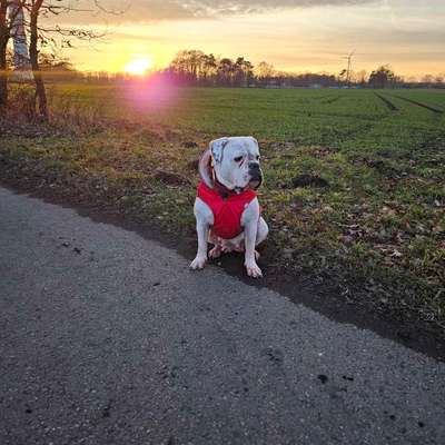Hundetreffen-Wir suchen einen Hundefreund/eine Hundefreundin für gemeinsame Spaziergänge-Bild