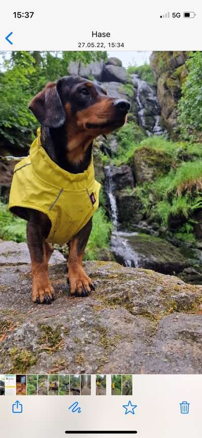 Dogorama Photo Challenge - Wasserfall-Beitrag-Bild