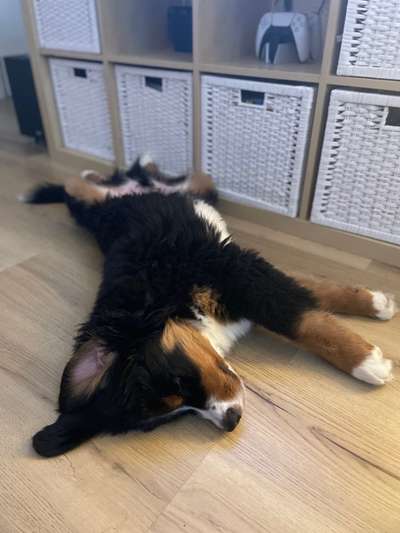 Hunderunde-Beitrag-Bild