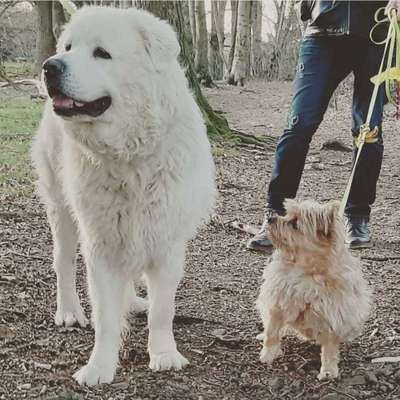 Dogorama Photo Challenge - Die besten Hundebuddys-Beitrag-Bild