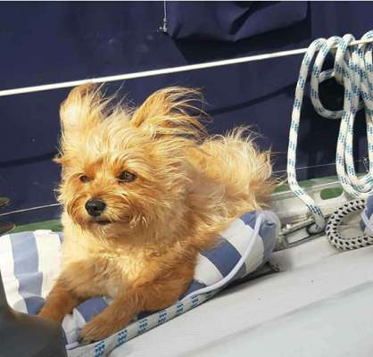 Zeichnungen eurer Hunde-Beitrag-Bild