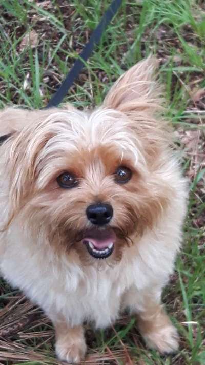 Dogorama Photo Challenge - Einmal lächeln bitte-Beitrag-Bild