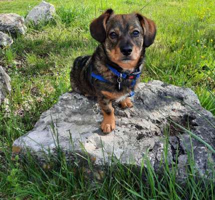 Die Dogorama Wochen Challenge: “Dein Hund im Urlaub”-Beitrag-Bild