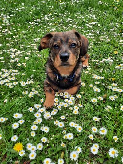 Die Dogorama Monats Challenge "Es grünt und blüht"-Beitrag-Bild