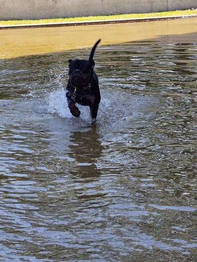 Dogorama Photo Challenge - Wasserspiele-Beitrag-Bild