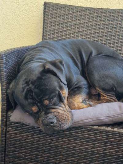 Olde English Bulldogge-Beitrag-Bild