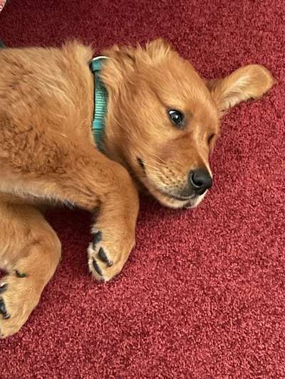 Welpen Bilder !-Beitrag-Bild