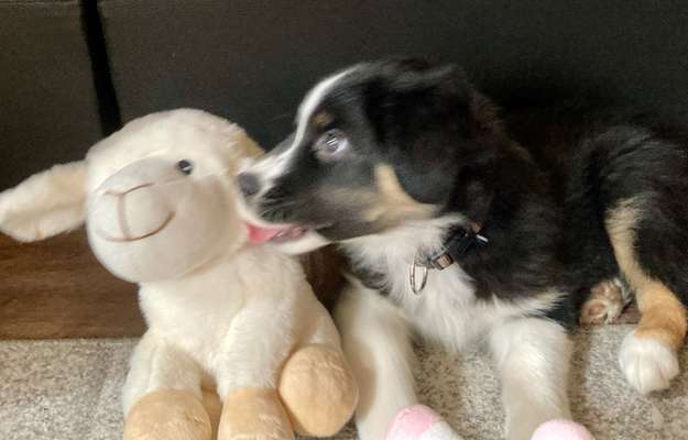 Hundetreffen-Welpenspielen-Bild
