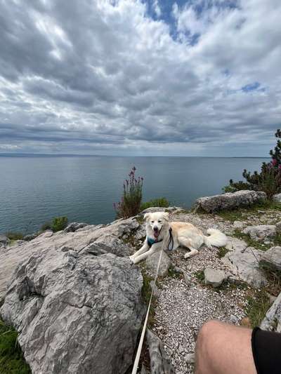 Hundetreffen-Gassigehen an der Leine-Bild