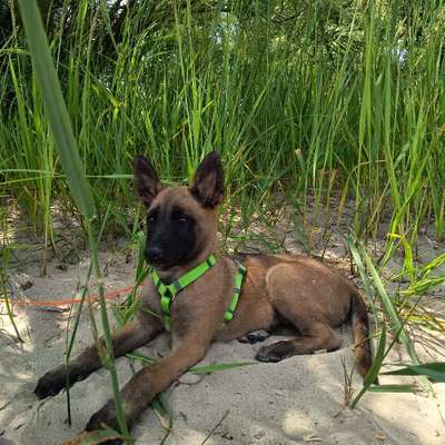 Hundetreffen-Welpentreffen-Bild