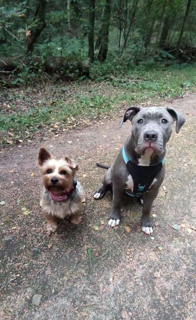 Hundetreffen-Training Rüden Begegnungen-Bild