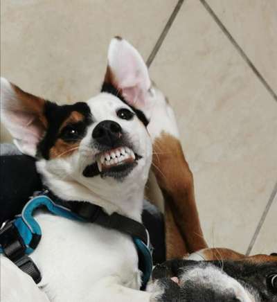 Fotochallange Nr. 6 Die irrsten Blicke-Beitrag-Bild