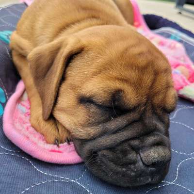 Hundetreffen-Welpen Freunde zum spielen gesucht 🐕🐶