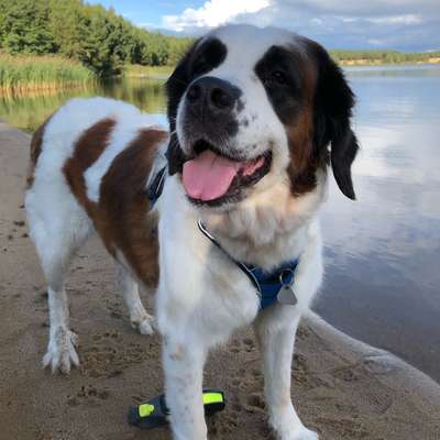 Rassen und ihre Eigenschaften-Beitrag-Bild