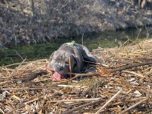 Dogorama Photo Challenge - Der Frühling kommt-Beitrag-Bild