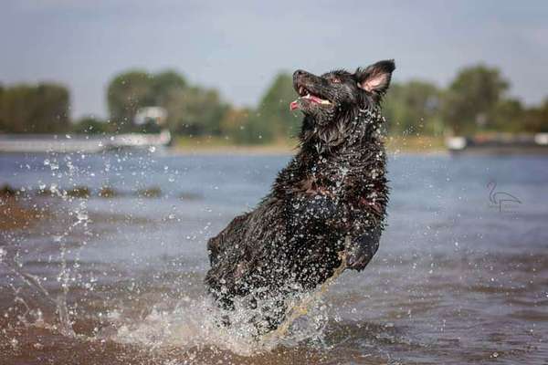 Dogorama-Monats-Challenge-Mai "Wasser"-Beitrag-Bild