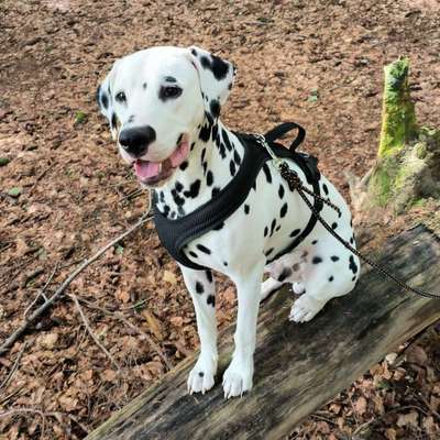 Hundetreffen-Javis sucjt Spielgefährten-Bild