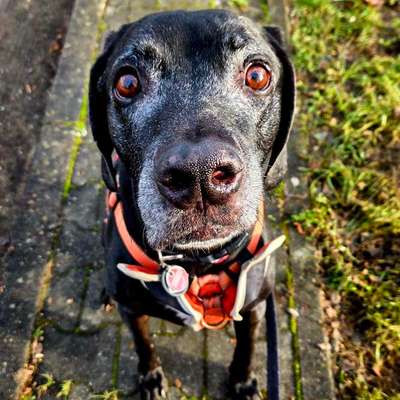 Dogs with Diabetes in Berlin-Beitrag-Bild