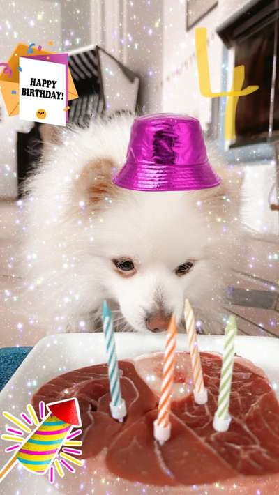 Fotochallenge: Hunde-Geburtstag-Beitrag-Bild