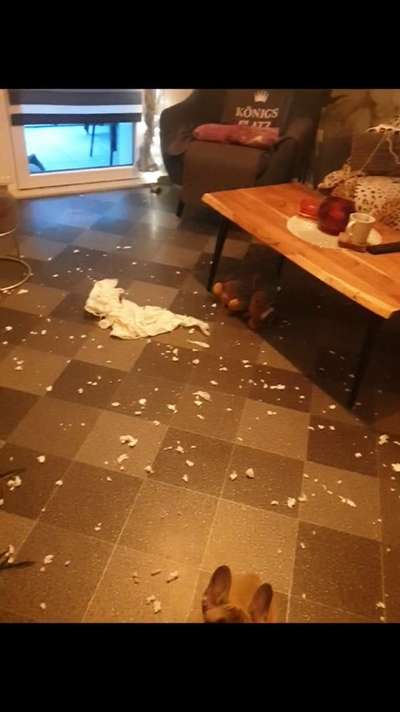 Chaos in der Bude-Beitrag-Bild