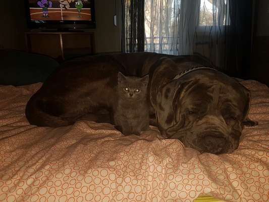 Unsere Fellnasen im Regenbogenland-Beitrag-Bild