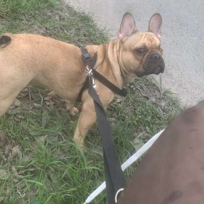 Hundetreffen-Suchen Spielpartner :)-Bild