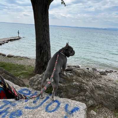 aktuelles Foto Gruppe Französische Bulldogge