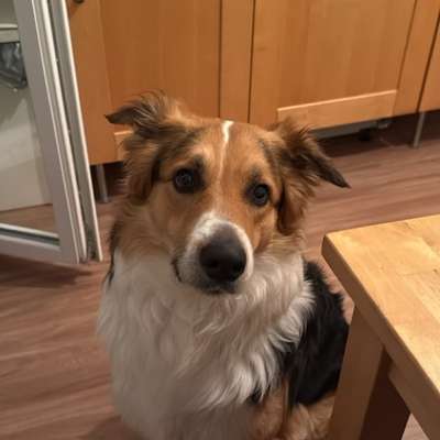 Hundetreffen-Hundebegegnungen üben-Bild