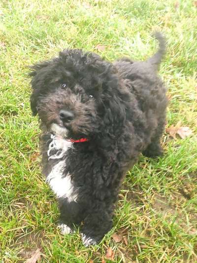 Welpen Bilder !-Beitrag-Bild