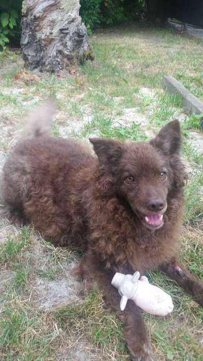 Mudi - ungarischer Schäferhund-Beitrag-Bild