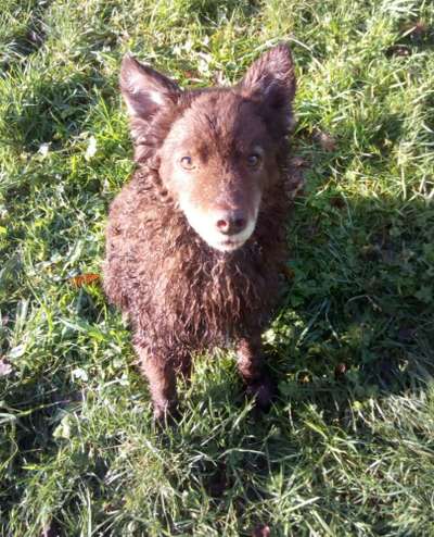 Mudi - ungarischer Schäferhund-Beitrag-Bild