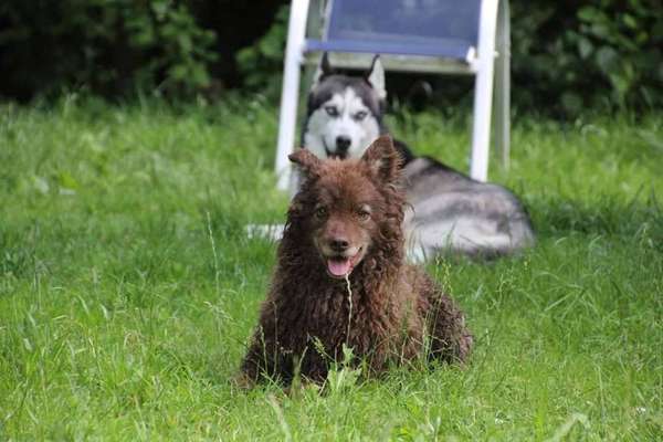 Mudi - ungarischer Schäferhund-Beitrag-Bild