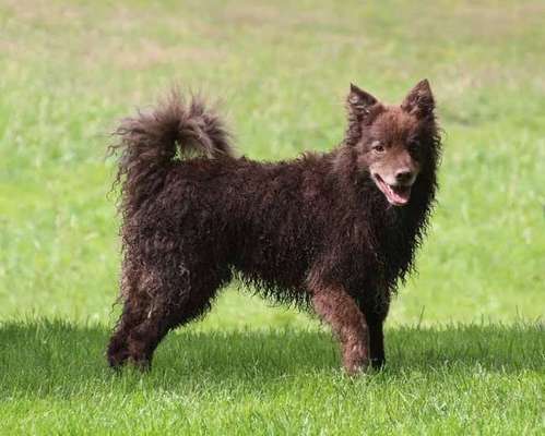 Mudi - ungarischer Schäferhund-Beitrag-Bild