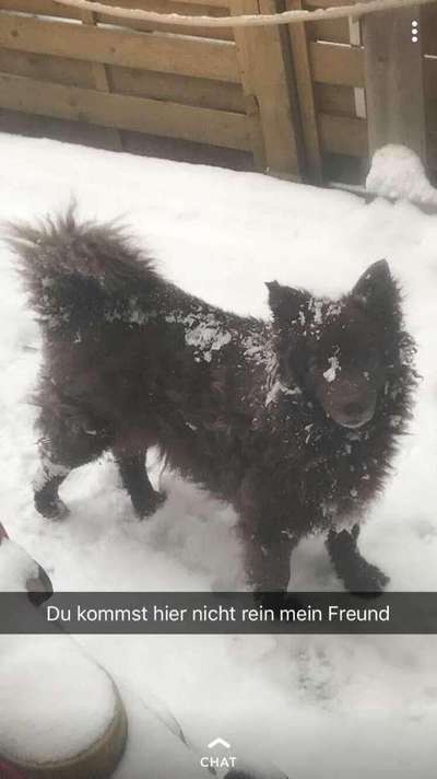 Mudi - ungarischer Schäferhund-Beitrag-Bild