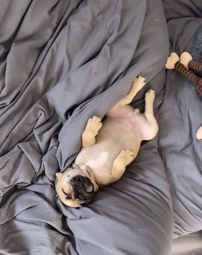 Die Dogorama Wochen Challenge-Beitrag-Bild