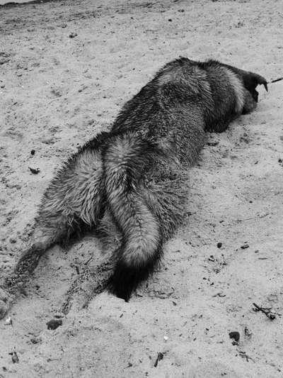 Die Dogorama Wochen Challenge: “Dein Hund im Urlaub”-Beitrag-Bild