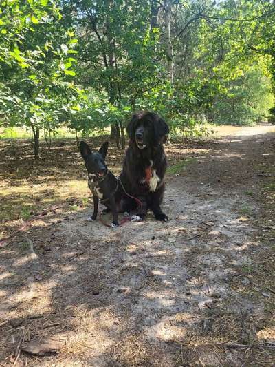 Hundetreffen-Gassi treffen-Bild