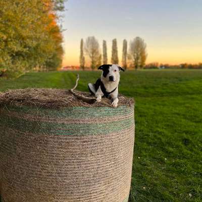 Hundetreffen-Spaziergänge, Spieltreffen & Übungseinheiten-Bild