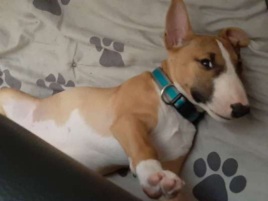 Miniatur Bull Terrier-Beitrag-Bild