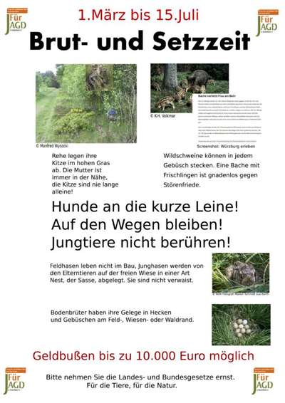 Sollte man grundsätzlich anleinen?-Beitrag-Bild